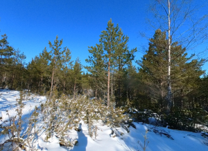 Myynnissä 30 hehtaarin kokoinen metsäinen määräala Raumalta.