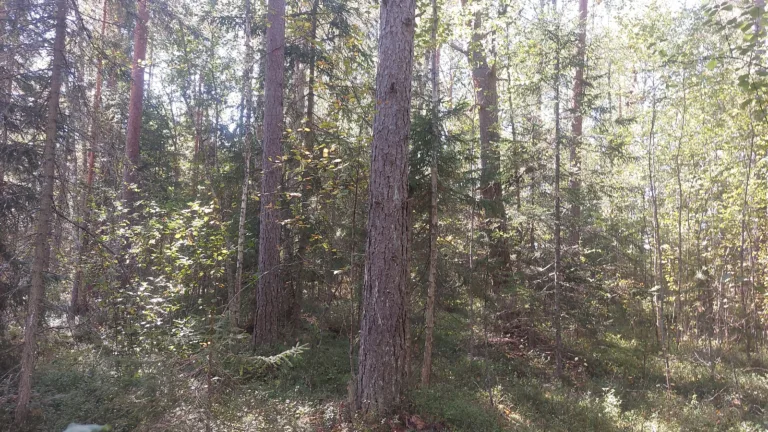 6 ennakkoraivaus ja JK hakkuu