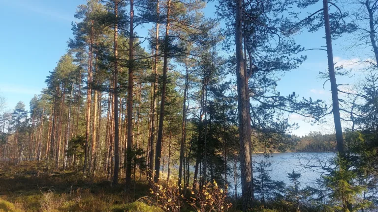5 (rantakuvio)