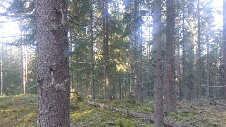 8 (pieni kuusikkokuvio mäen päällä, joka kannattaa uudistaa)