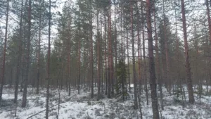 16 (vaihteleva puusto)