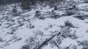 19 (luonnontaimia pilkotaa)