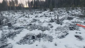 19 taimettoman näköistä