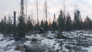 20 (uudistamatta. Joitain luonnontaimia ja tiheikköjä)