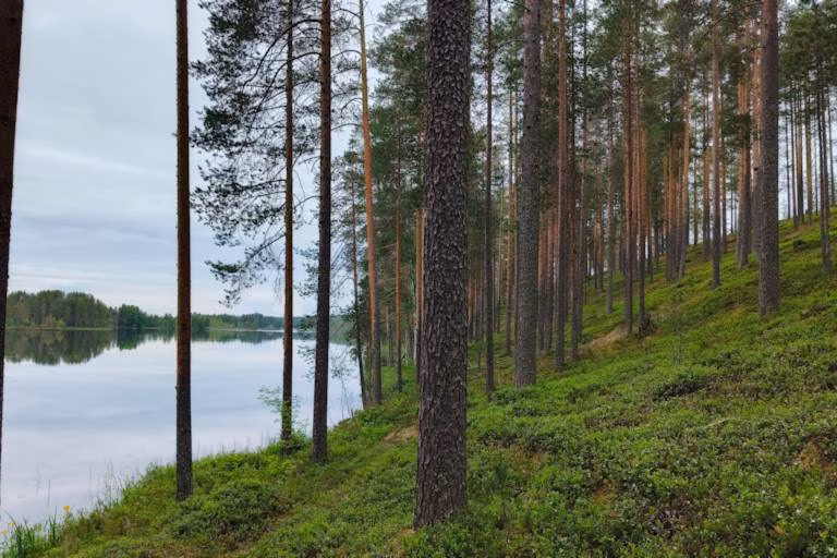 Kuolinpesän metsän myynti