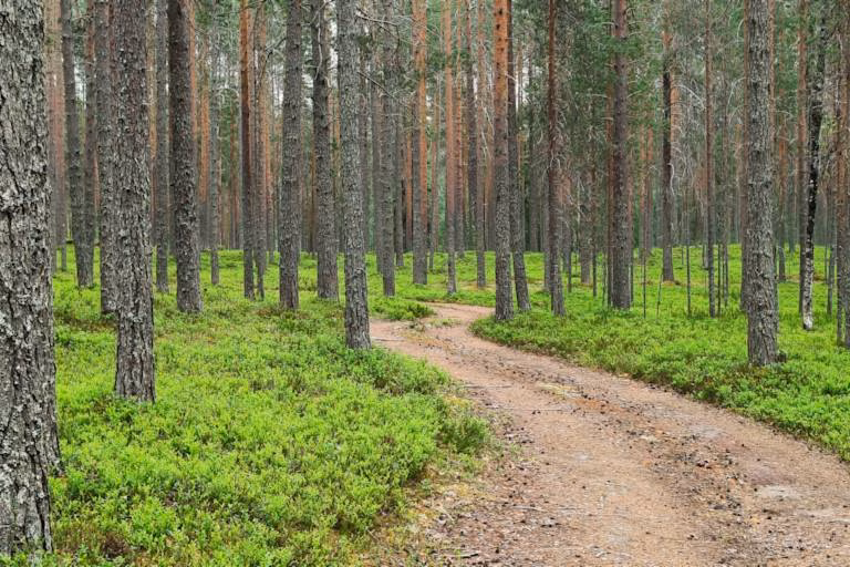 Metsän hinta