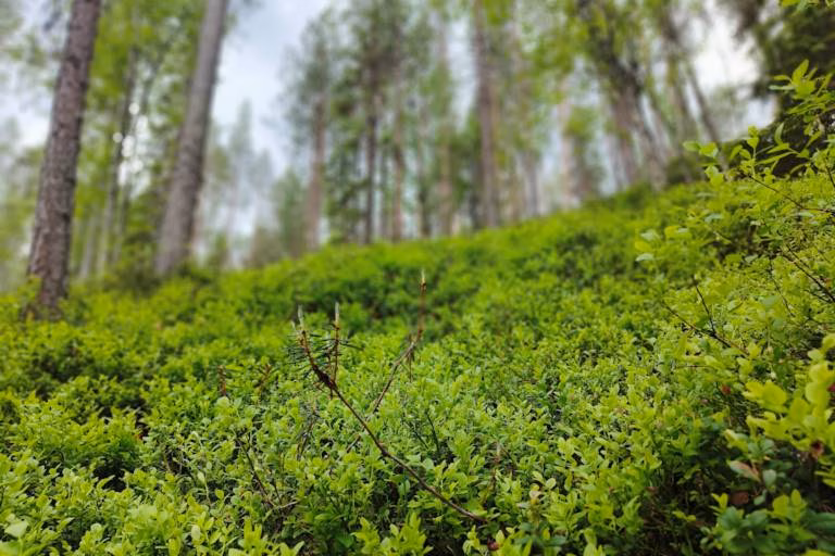 Metsän myynti