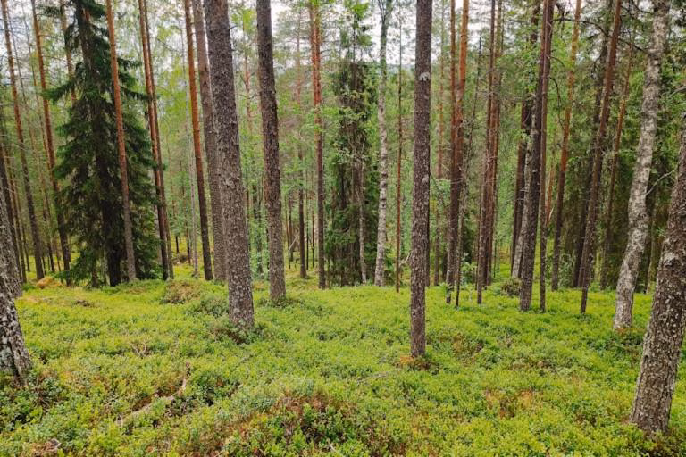 Metsän ostaminen