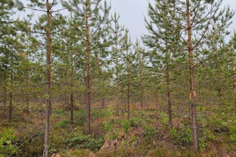 Metsätilan arvonmääritys