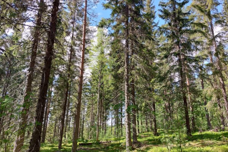 Kuinka myyn metsä­tilan
