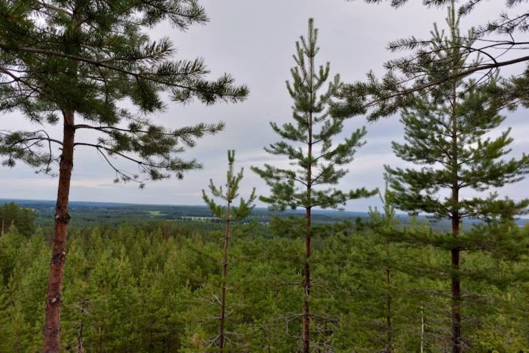 Kuinka myyn metsä­tilan