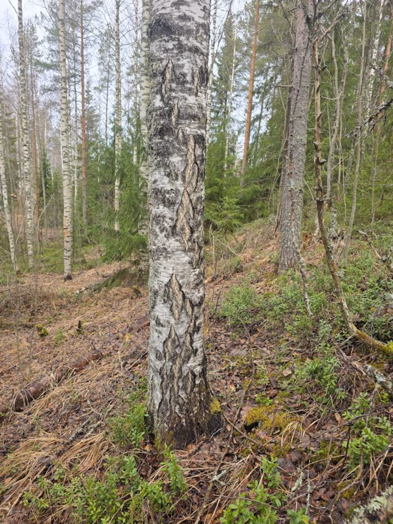 Kuolinpesän metsän myynnin verotus