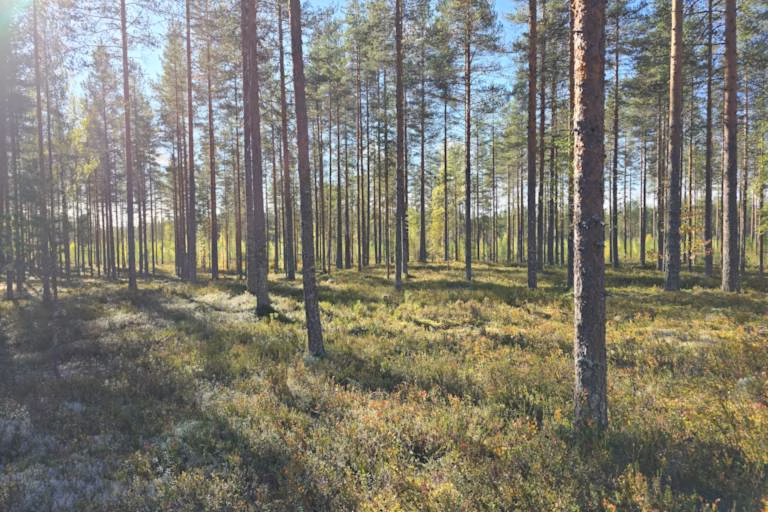 Kuolinpesän metsän myynnin verotus
