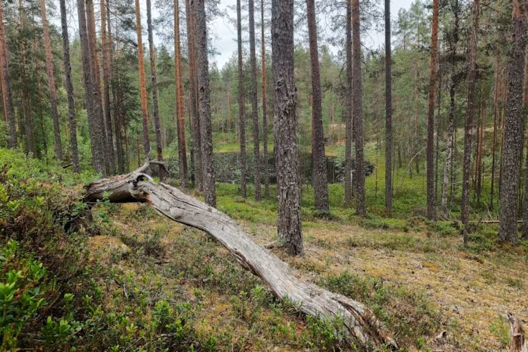 Kuolinpesän metsän myynti