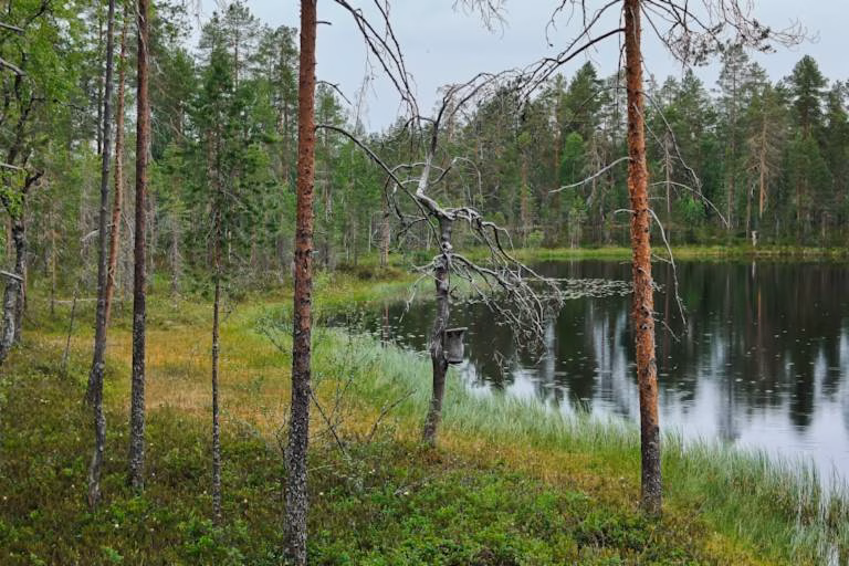 Kuolinpesän metsän myynti