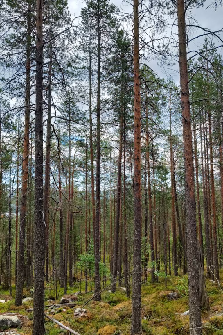 Mäntymetsä
