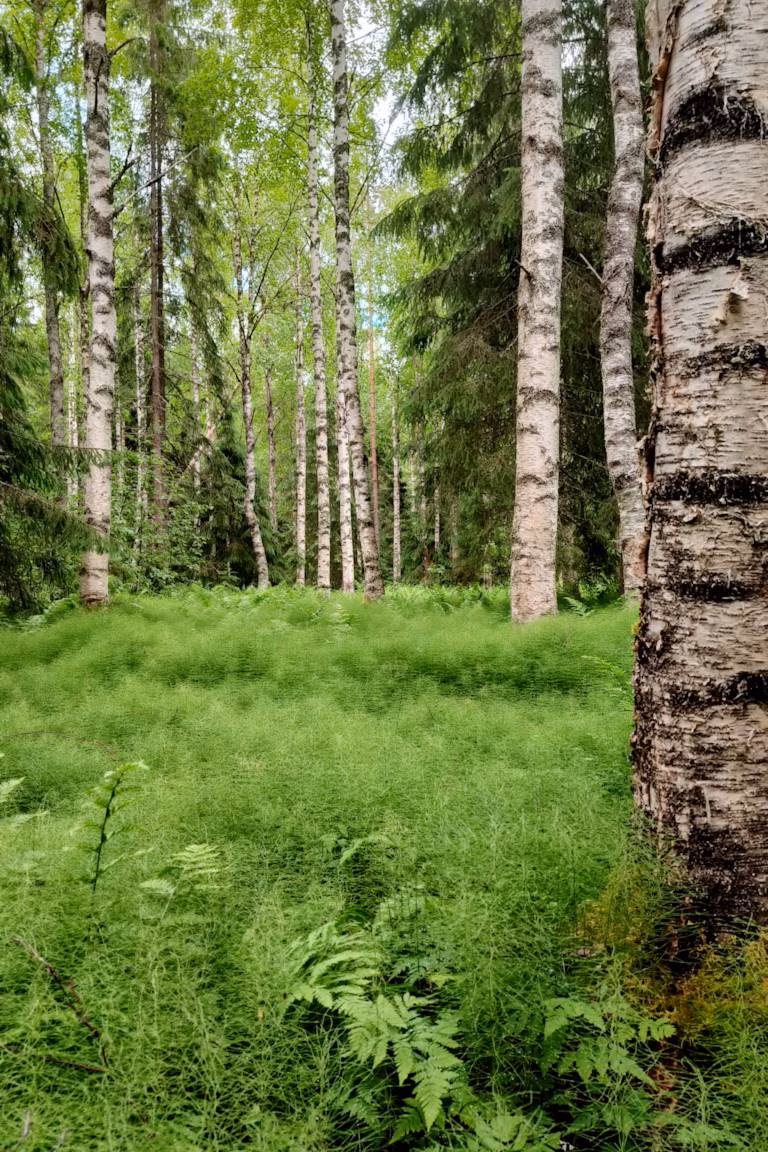 Metsä ja koivikko