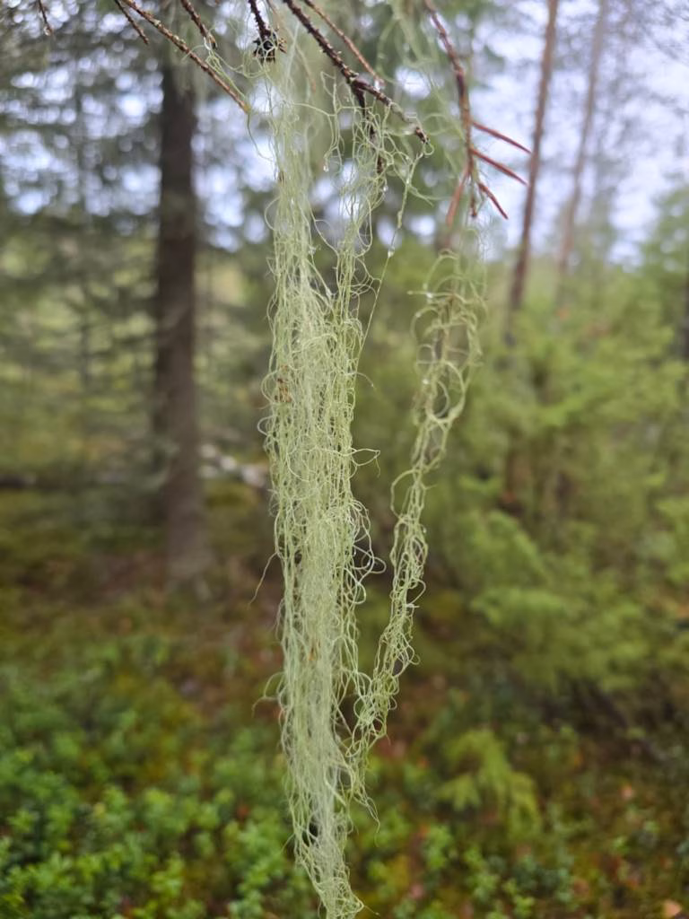 Metsä, naavaa