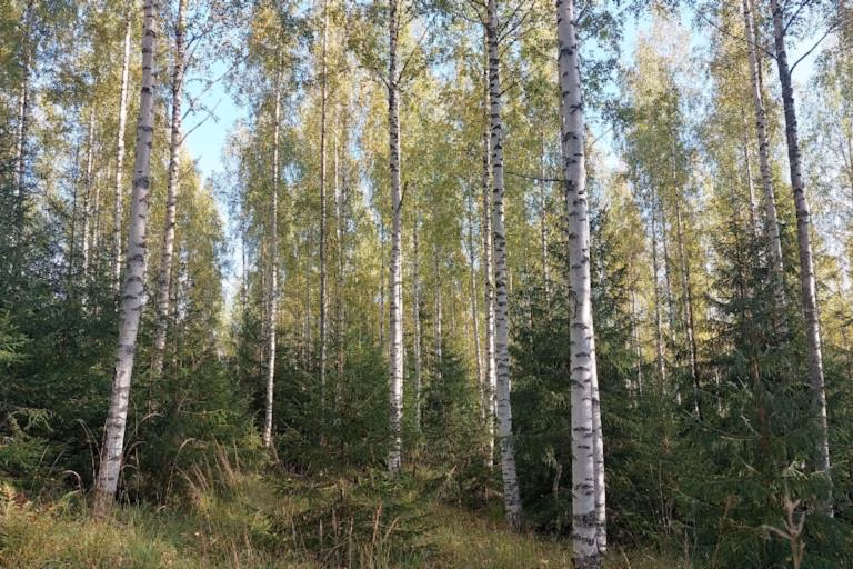 Metsämaan hinnat maakunnittain