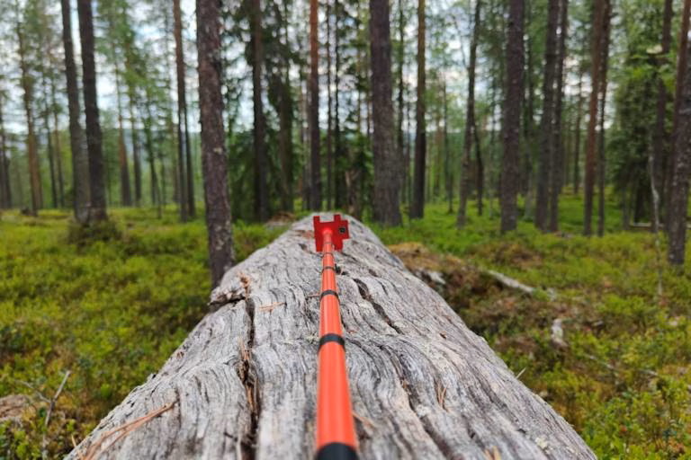 Metsän hinta