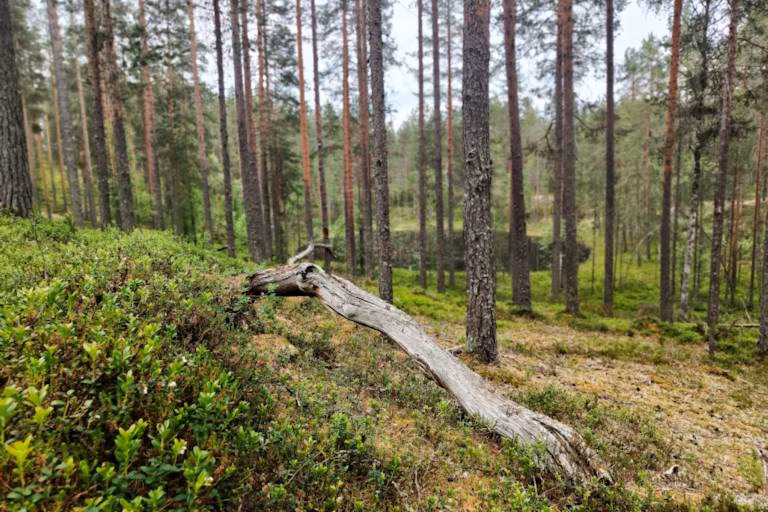 Metsän hinta