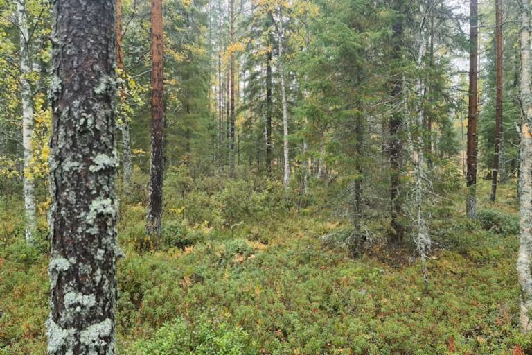 Metsän myynti