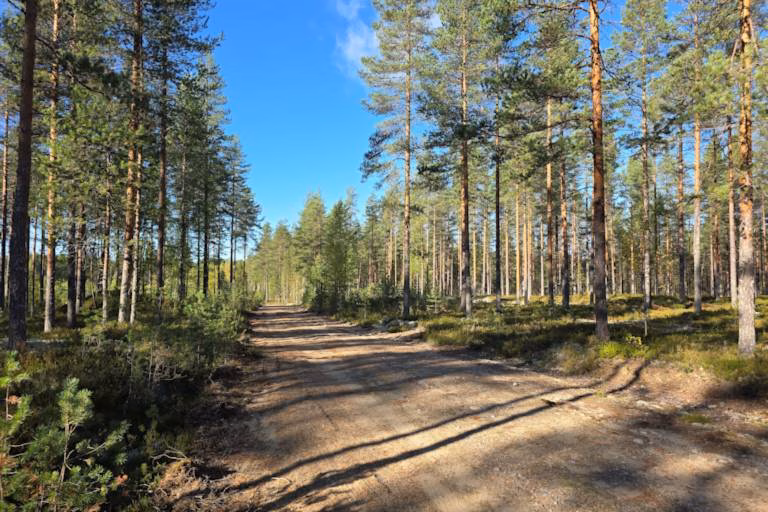 Metsän myynti