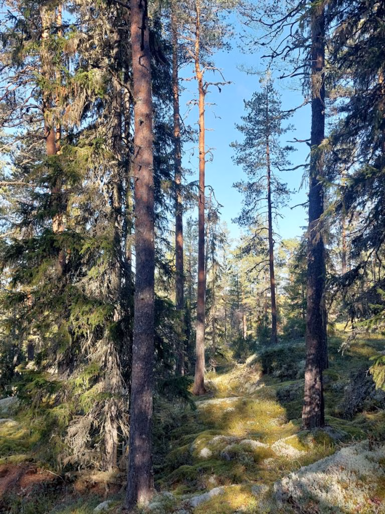 Metsän ostaminen