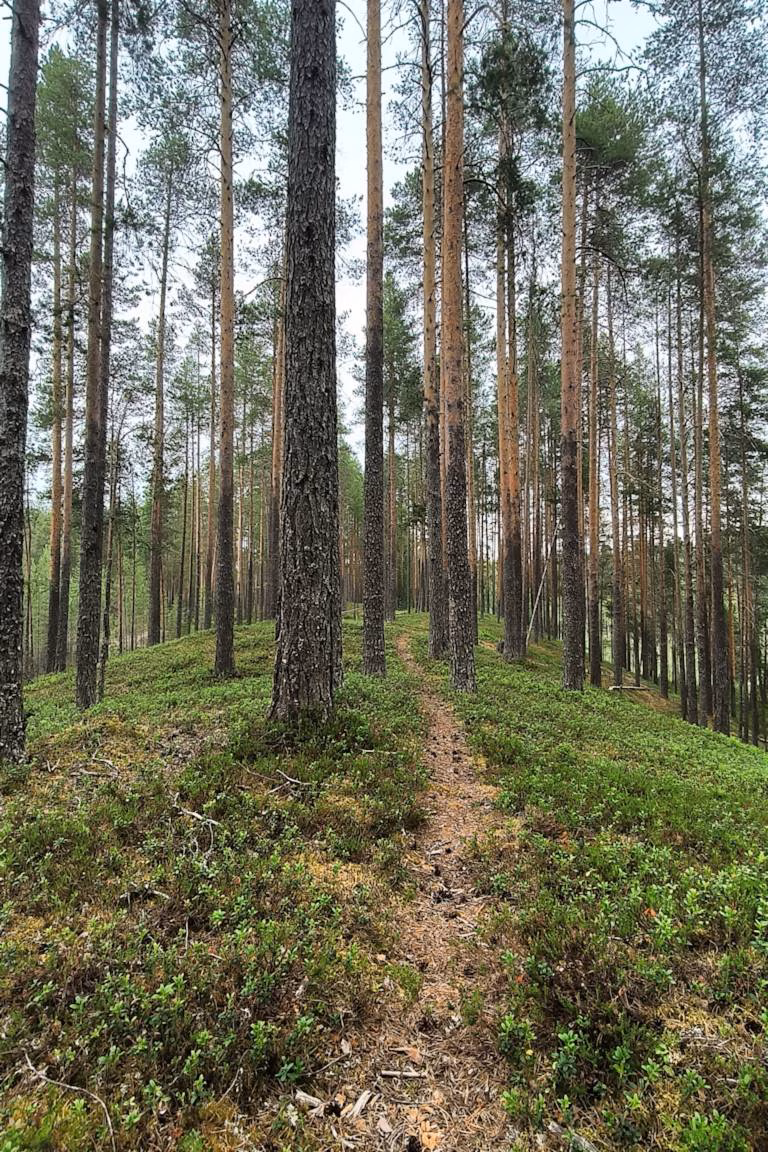 Metsäpolku