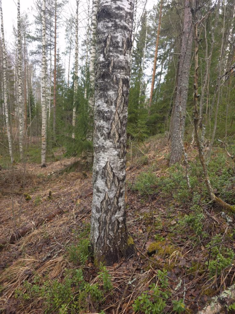 Metsätilan myynnin verotus