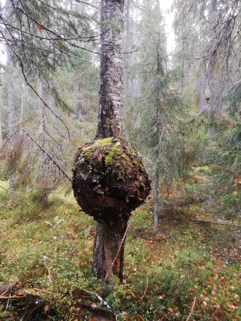 Metsätilan myynnin verotus