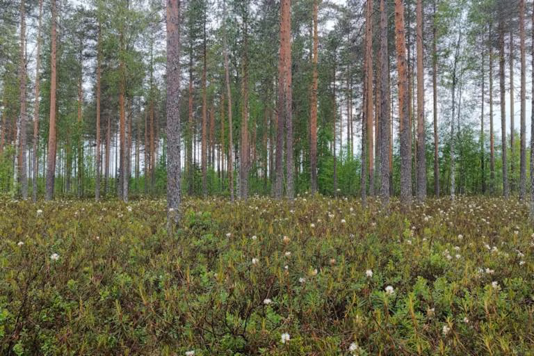 Metsätilan sukupolvenvaihdos