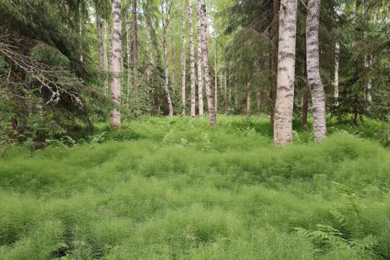 Metsätilan sukupolvenvaihdos