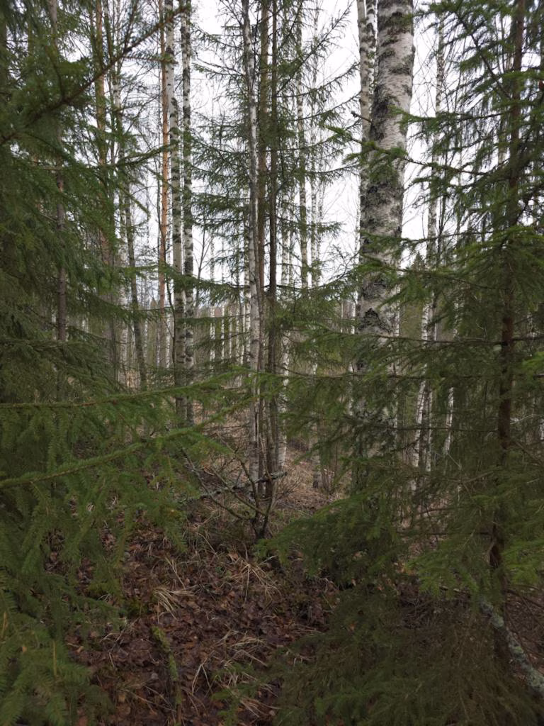 Metsävähennys