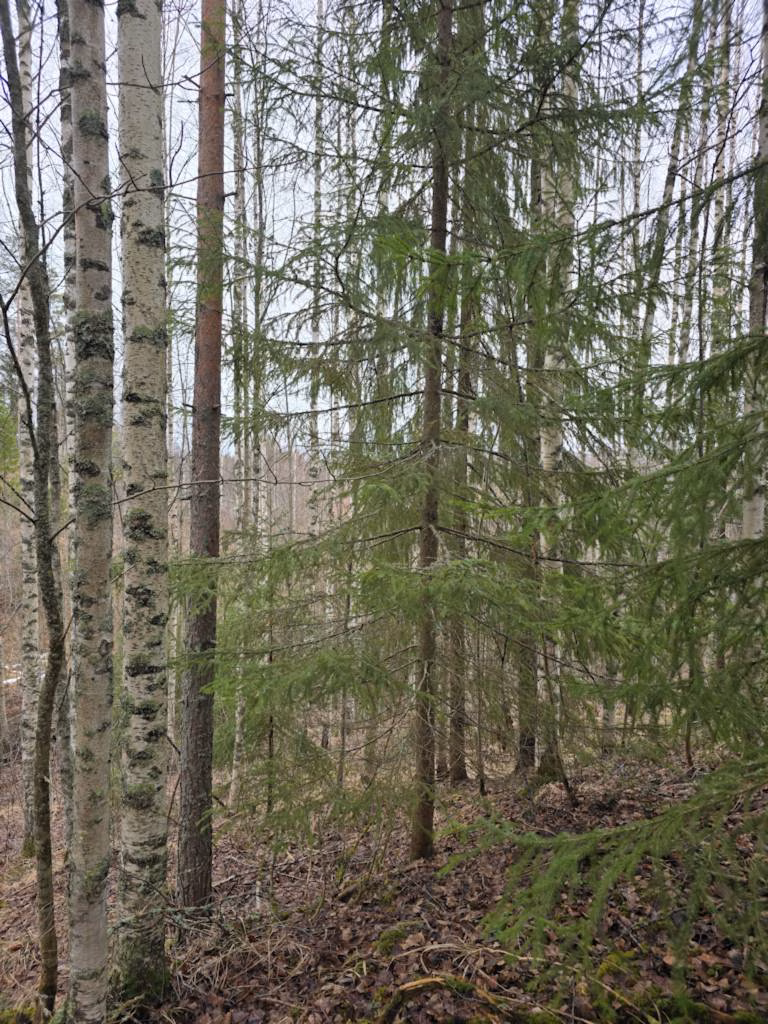 Metsävähennys