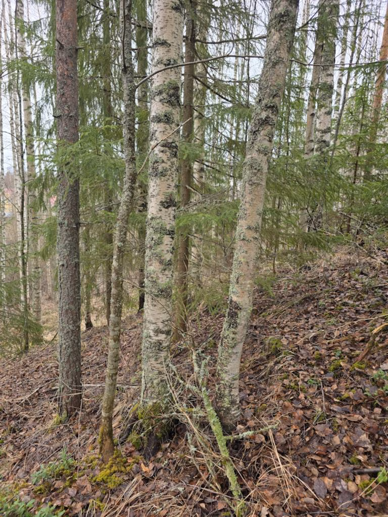 Metsävähennys