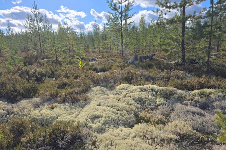 Metsävähennys