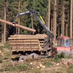 Metsien hinta karannut pilviin