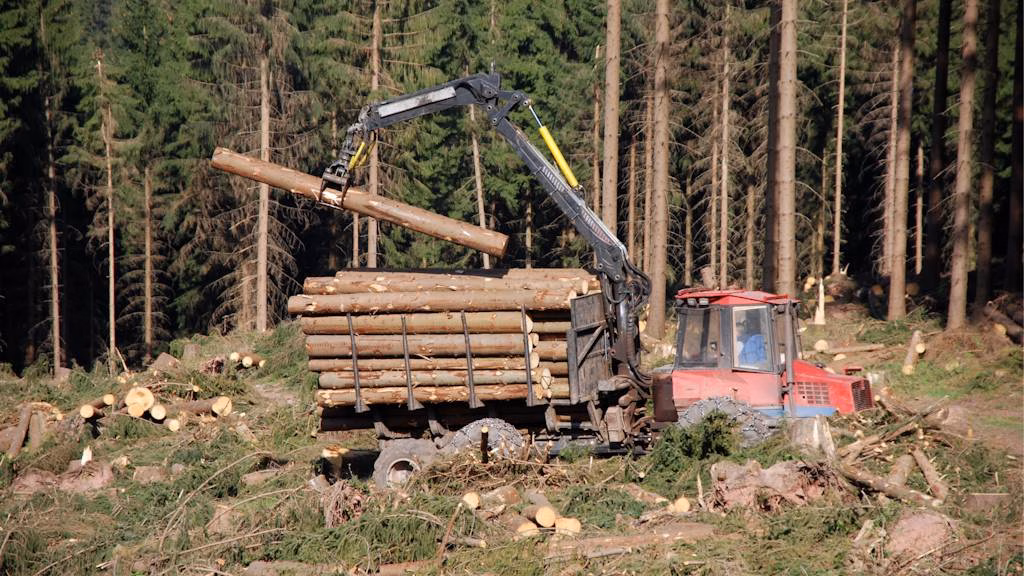 Metsien hinta karannut pilviin