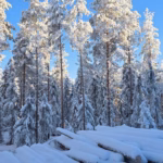 Minkälaiset metsäkiinteistöt käyvät tällä hetkellä kaupaksi