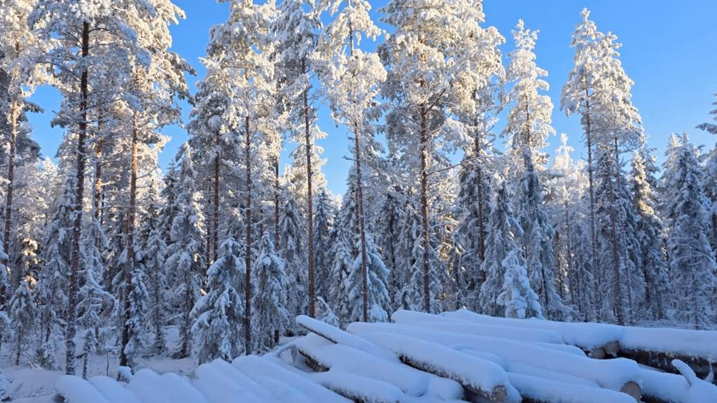 Minkälaiset metsäkiinteistöt käyvät tällä hetkellä kaupaksi