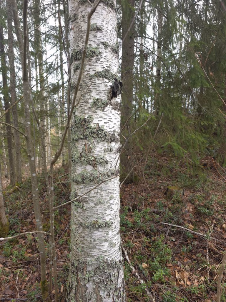 Perintömetsän myynnin verotus