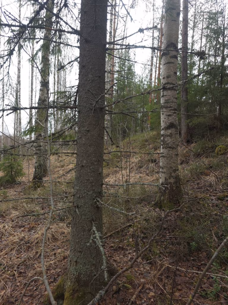Perintömetsän myynnin verotus