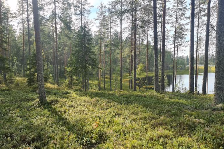 Perintometsän myynnin verotus