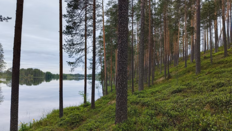 Vinkit metsätilakauppaan