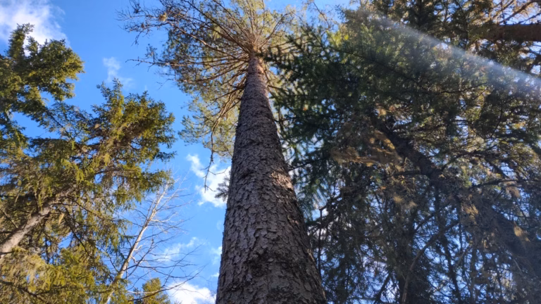 Metsätilan myynti – kulut, välityspalkkiot ja verotus