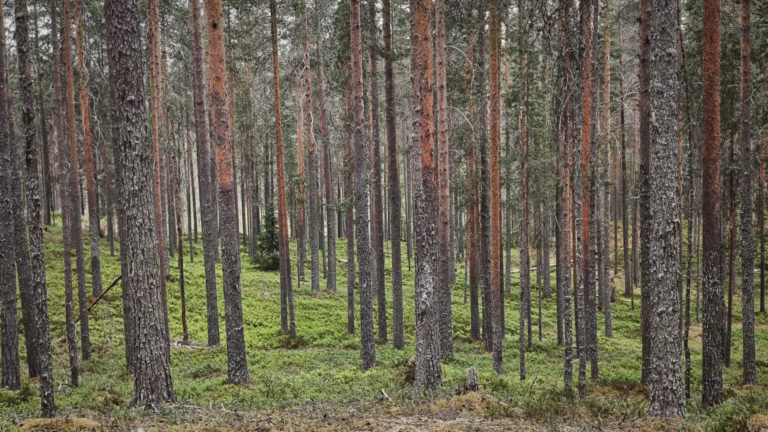 Metsätilakauppa kasvaa vauhdilla – jo 15 miljoonalla eurolla tänä vuonna
