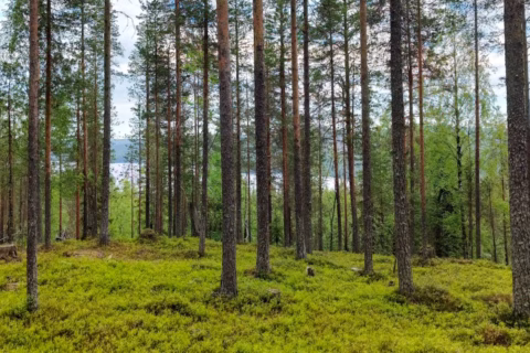 Kuinka myyn metsätilan
