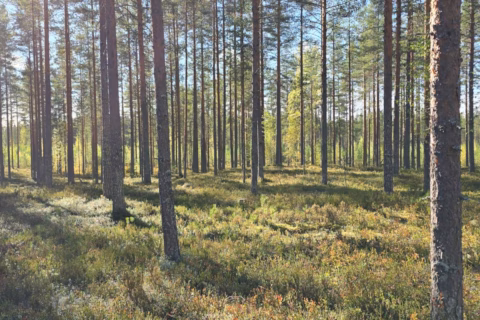 Kuolinpesän metsän myynnin verotus