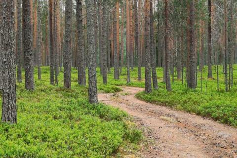Metsän hinta